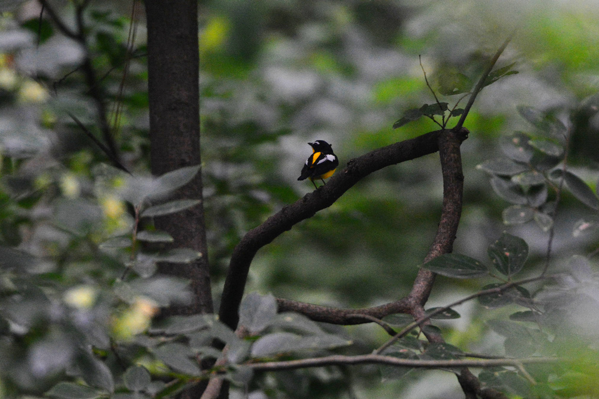 白眉姬鹟_南京兜率寺_20140616_1745.jpg