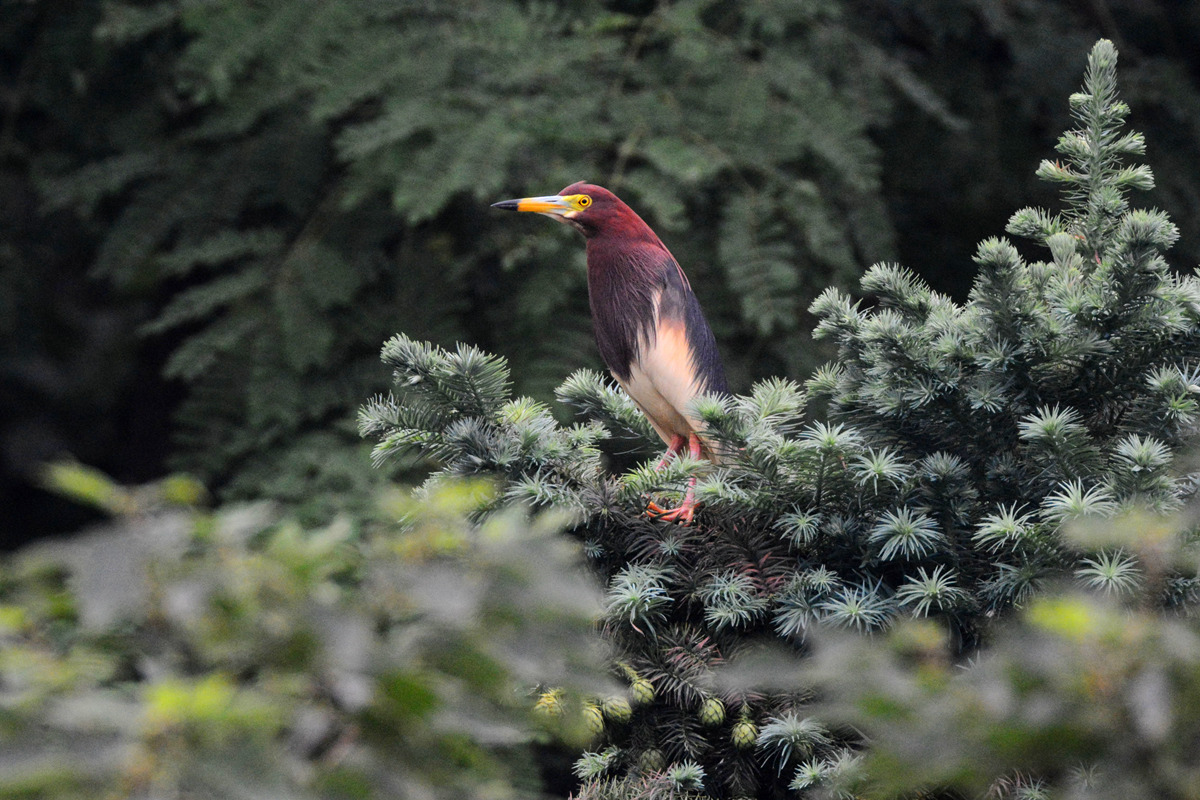 池鹭_南京兜率寺_20140616_1777.jpg