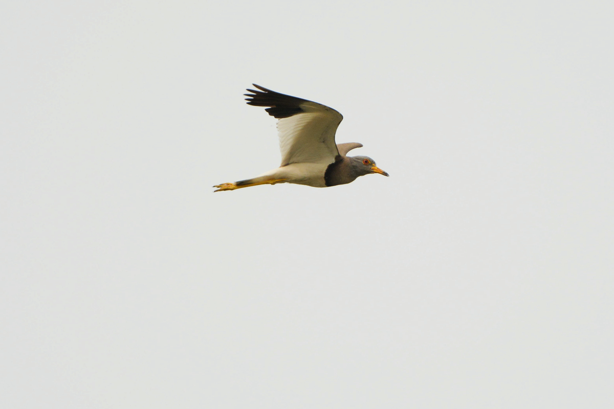 灰头麦鸡_南京绿水湾_20140618_2473.jpg