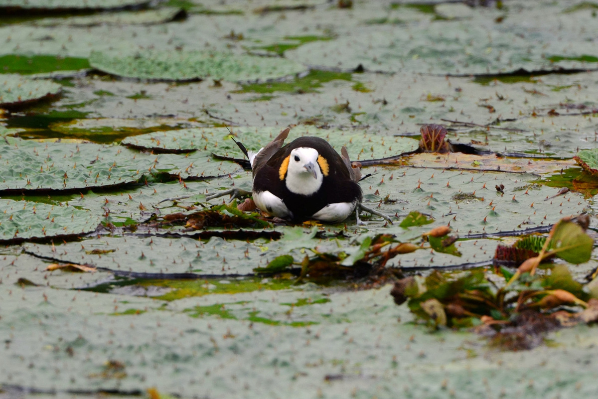 水雉_南京绿水湾_20140618_2440.jpg