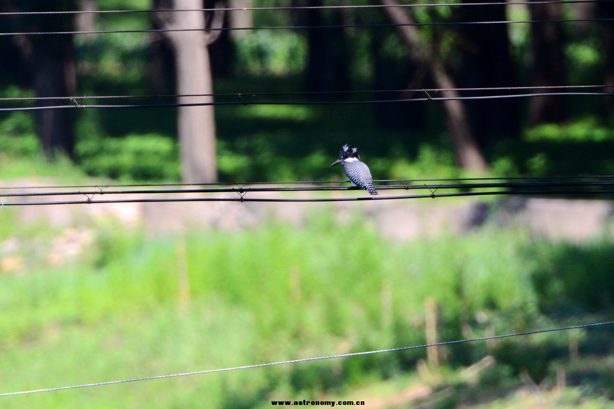 冠鱼狗_古北口_20140614_1513.jpg