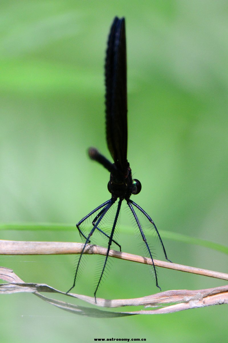 蜻蜓_古北口_20140614_1640.jpg