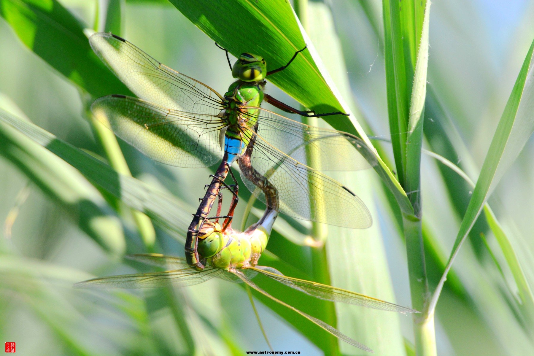 碧伟蜓_沙河_20140628_2599_副本.jpg