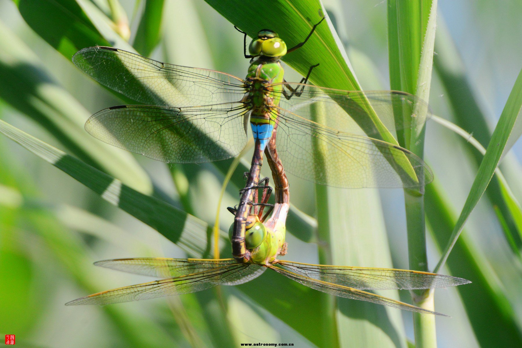 碧伟蜓_沙河_20140628_2635_副本.jpg