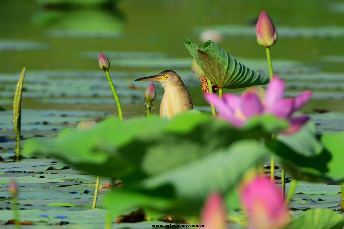 黄苇鳽_南海子_20140713_3222_副本.jpg