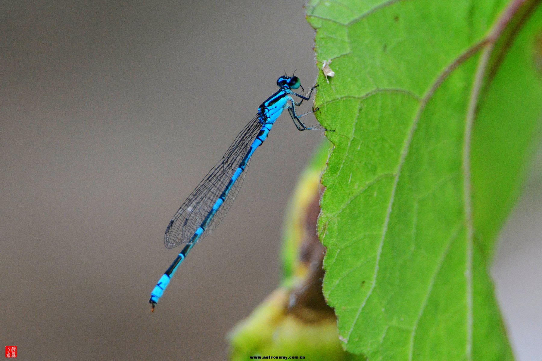 密云北庄  DSC_3562_副本.jpg