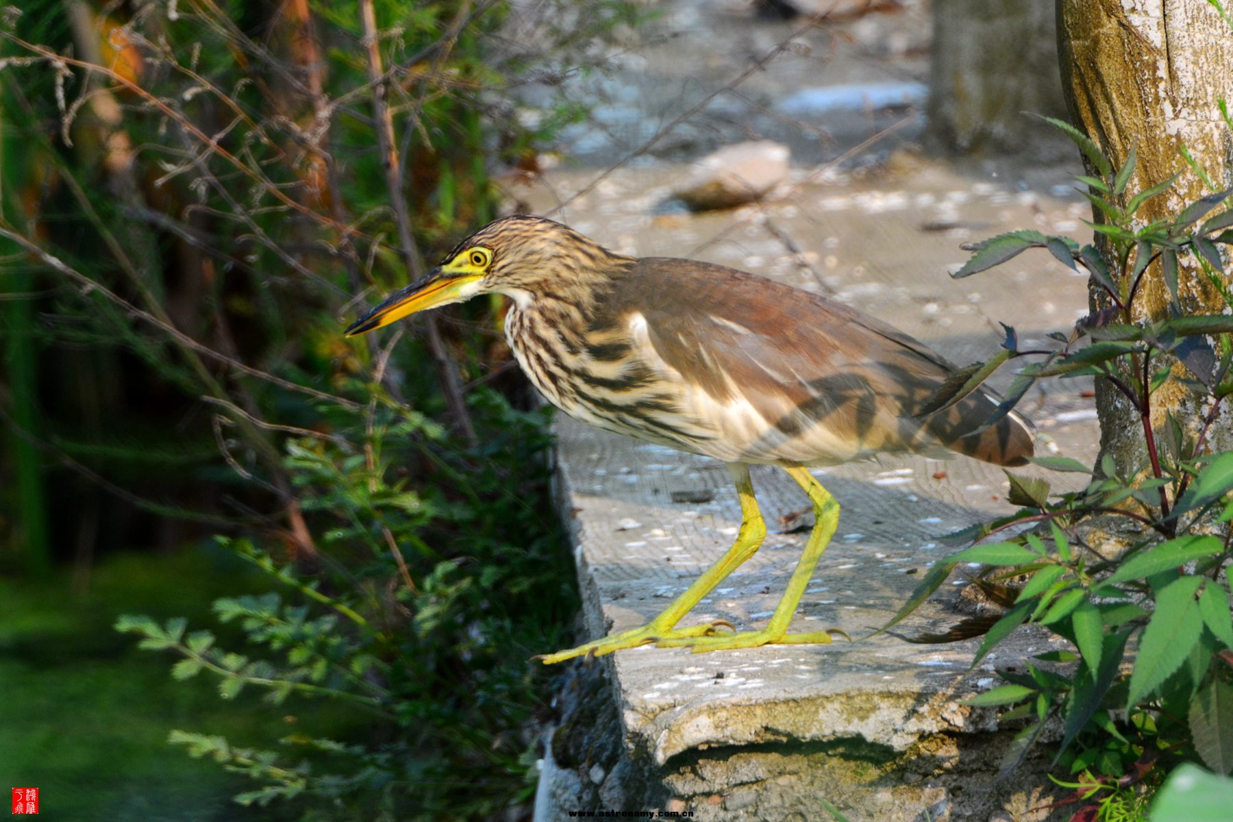 密云北庄  DSC_3581_副本.jpg