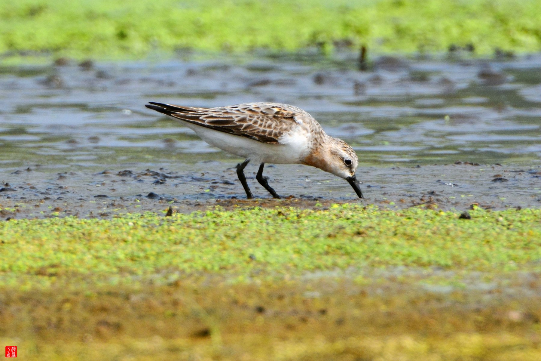 衡水湖  DSC_3817_副本.jpg