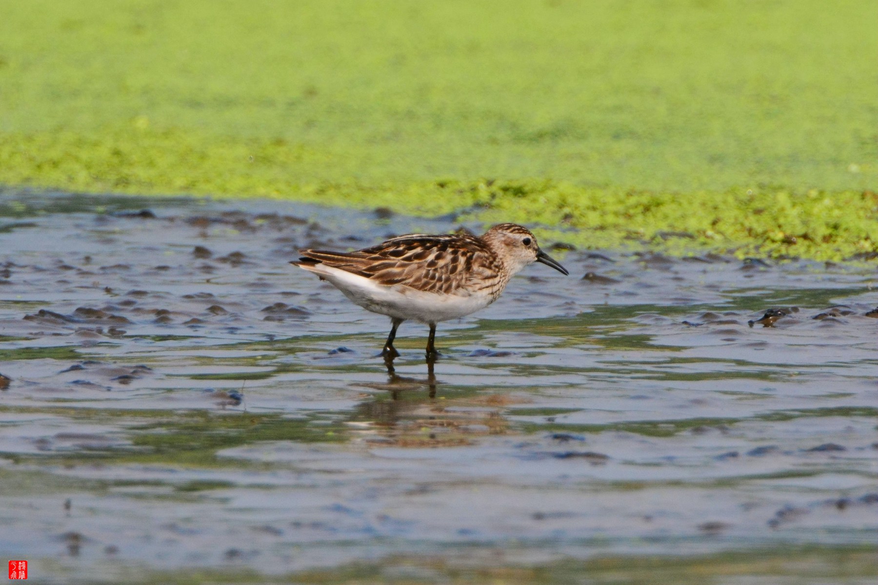 衡水湖  DSC_3820_副本.jpg