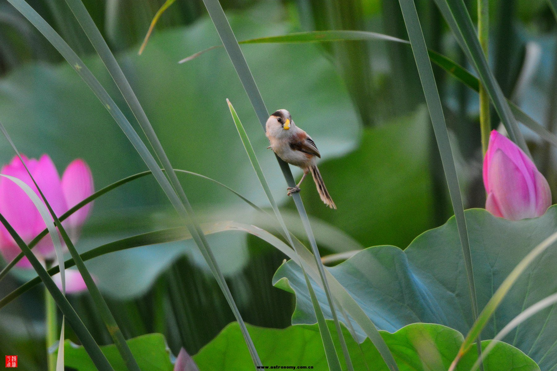 震旦鸦雀_衡水湖_20140725_4154_副本.jpg