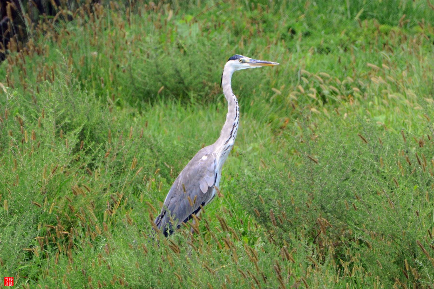 衡水湖  DSC_3903_副本.jpg