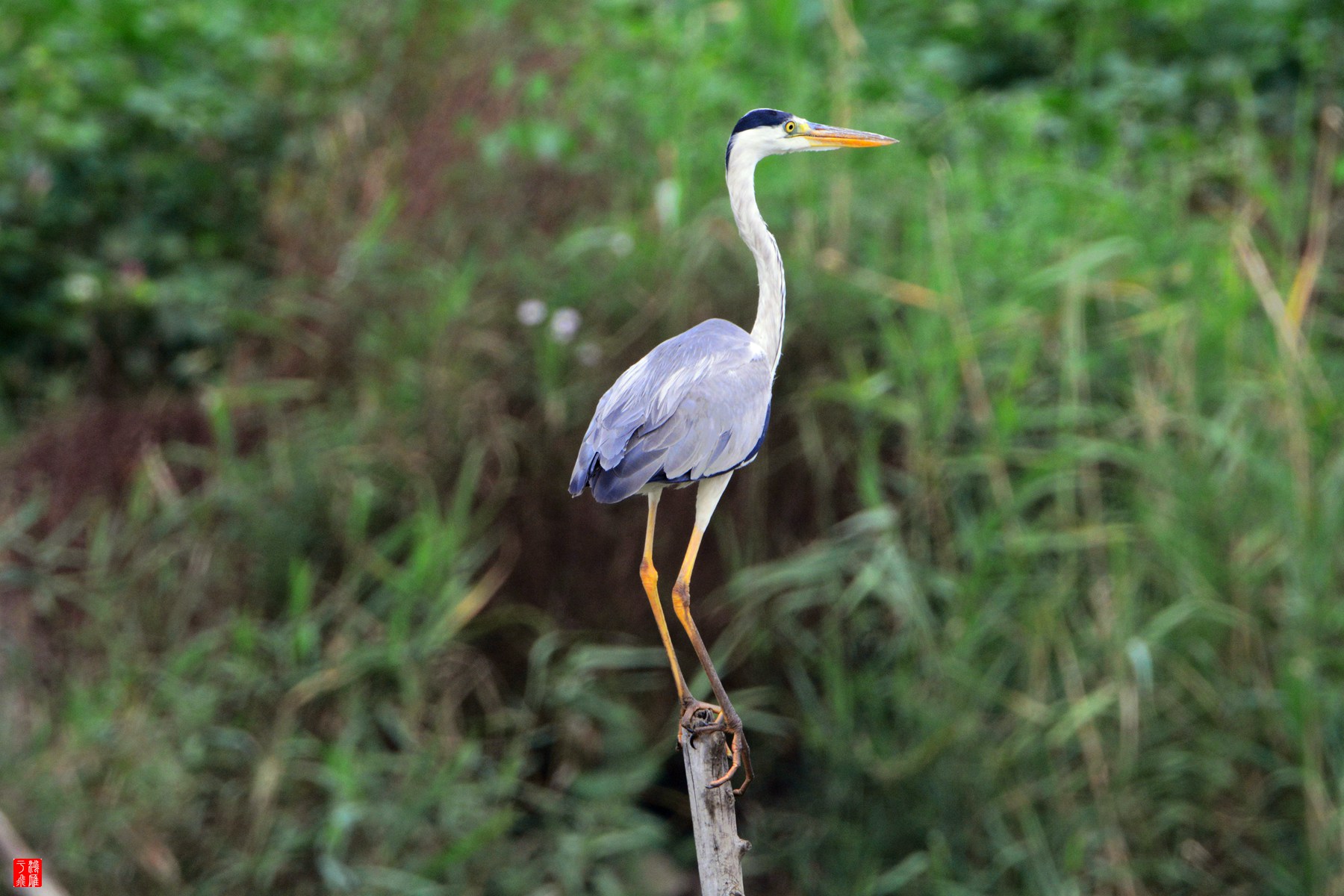 衡水湖  DSC_3911_副本.jpg