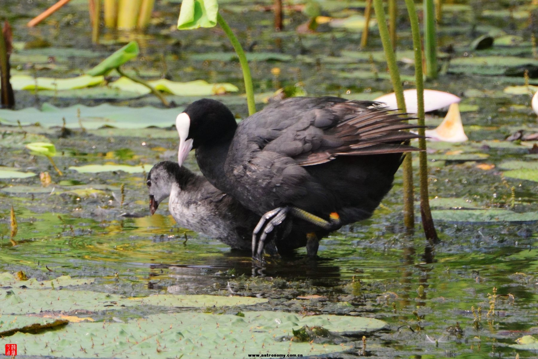 衡水湖  DSC_3861_副本.jpg