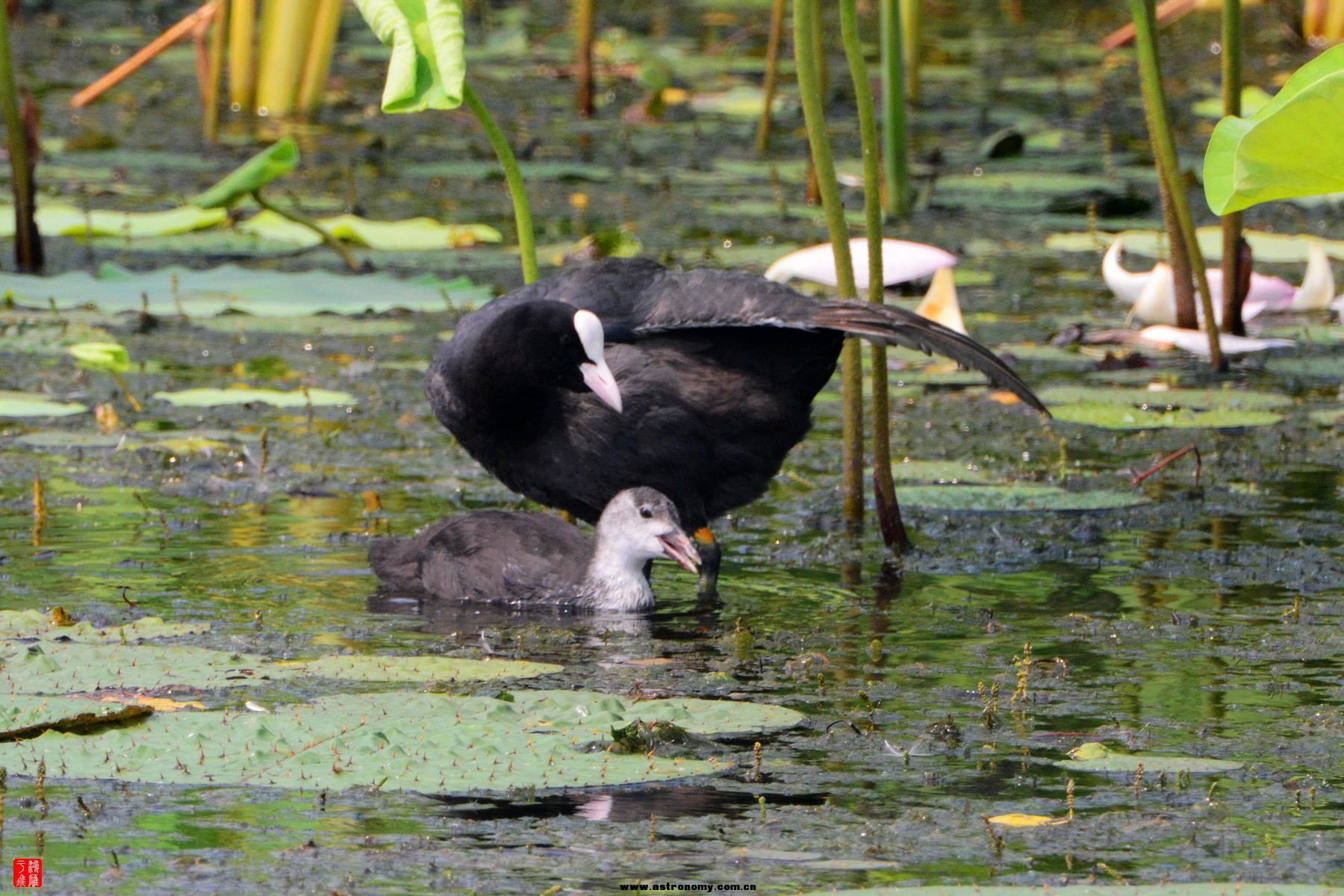 衡水湖  DSC_3863_副本.jpg