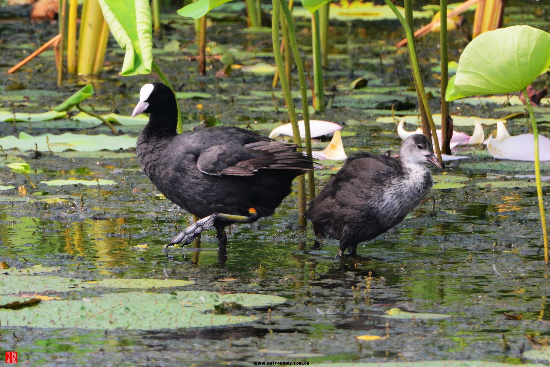 衡水湖  DSC_3868_副本.jpg