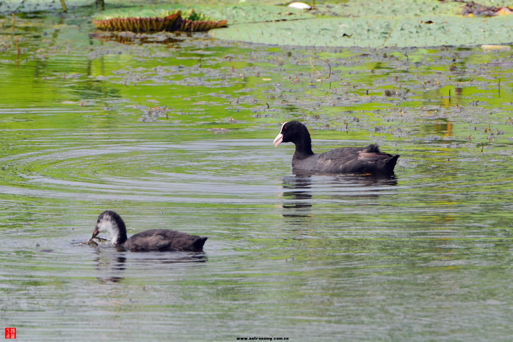 衡水湖  DSC_3876_副本.jpg