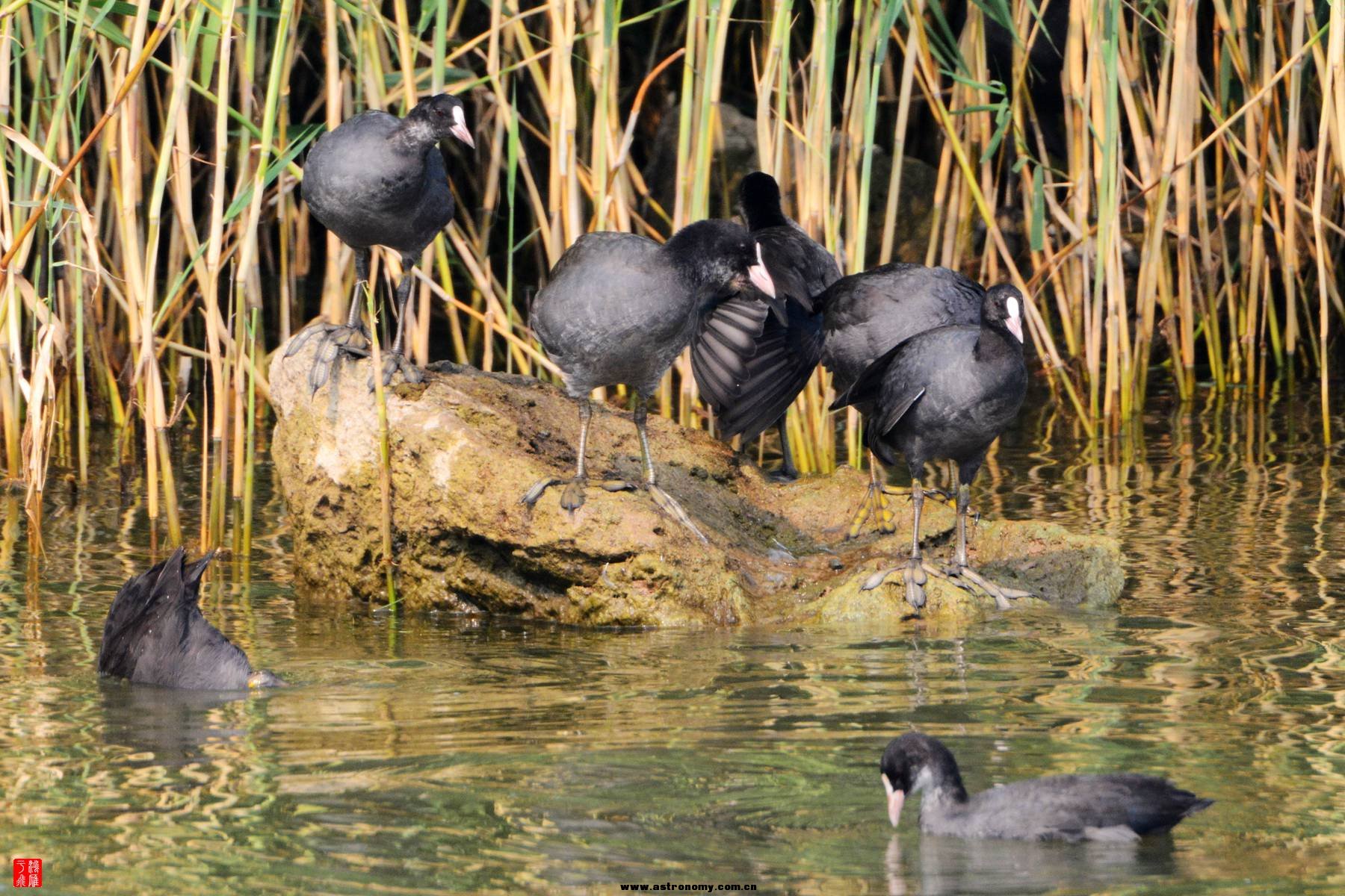 衡水湖  DSC_3988_副本.jpg