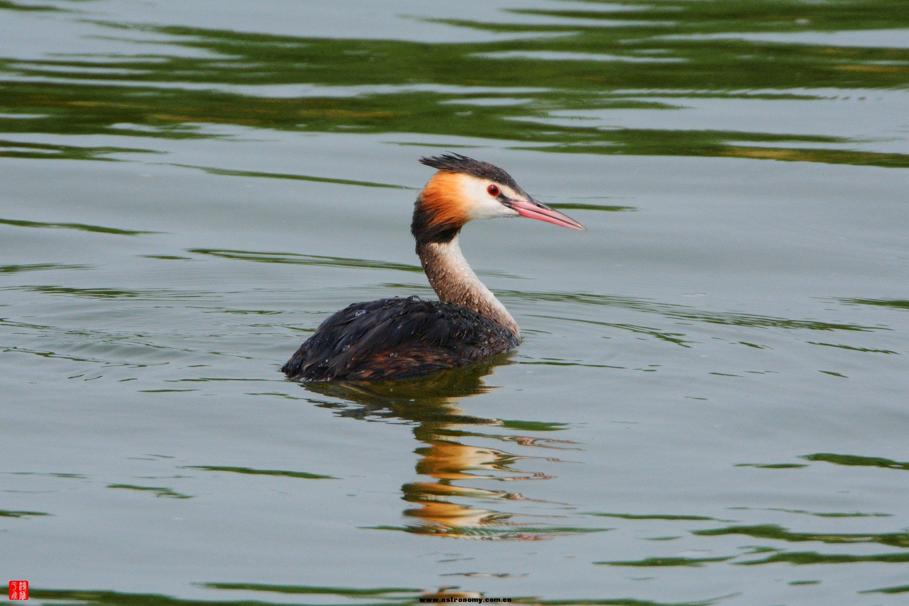 衡水湖  DSC_3995_副本.jpg