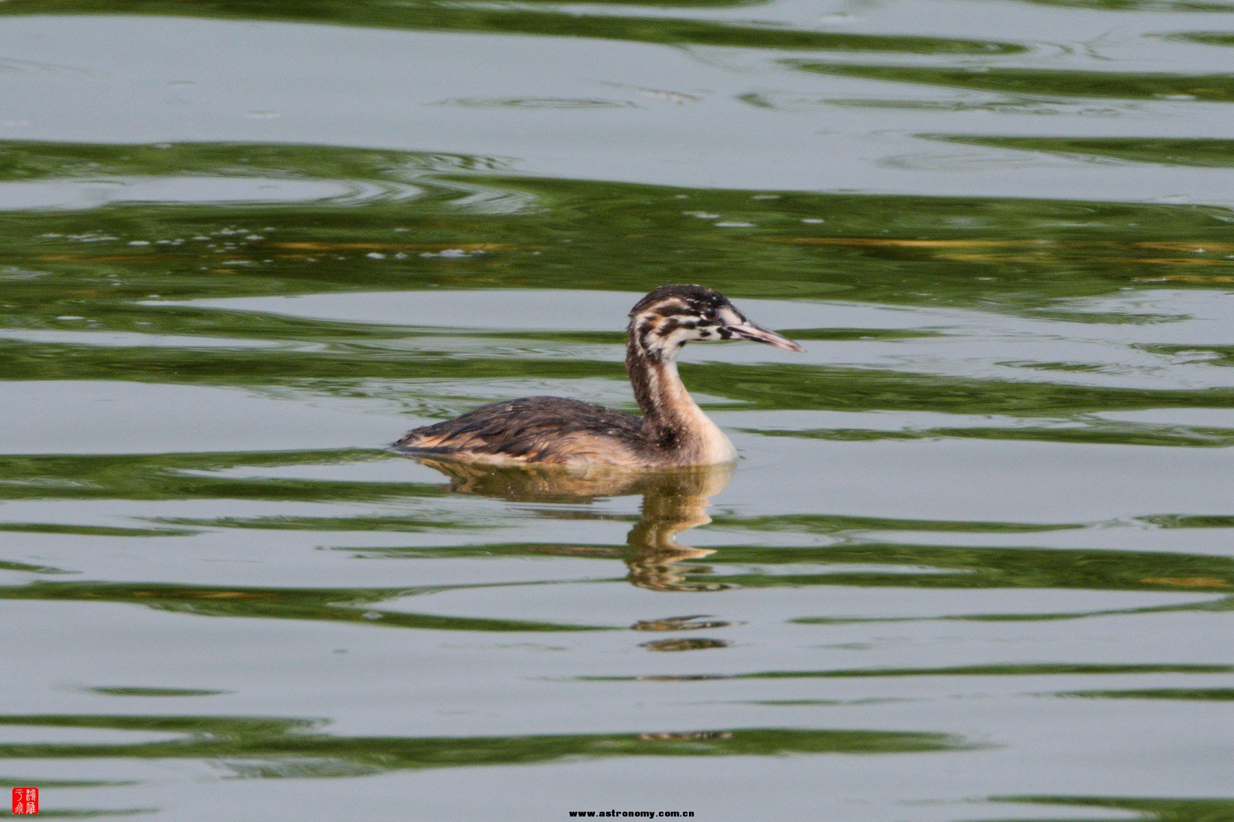 衡水湖  DSC_4000_副本.jpg