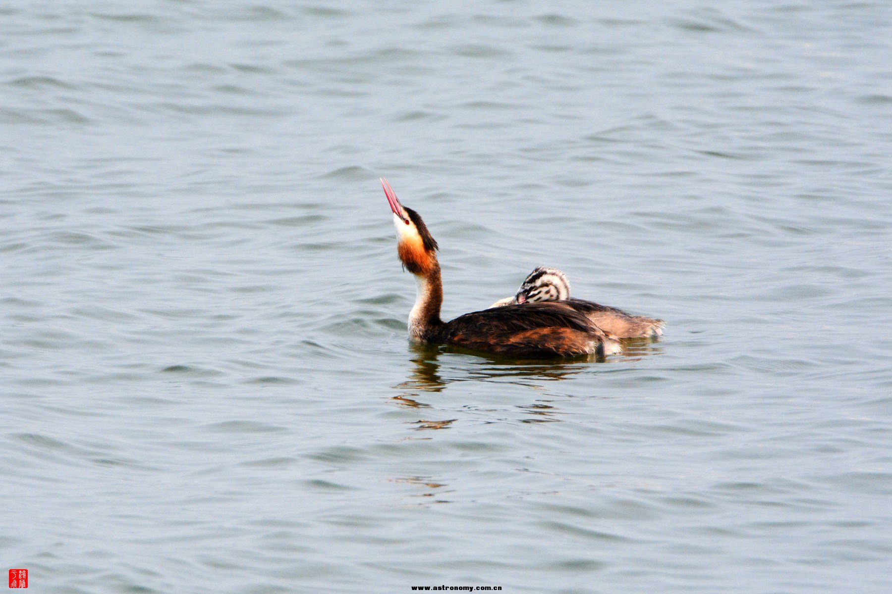 衡水湖  DSC_4013_副本.jpg