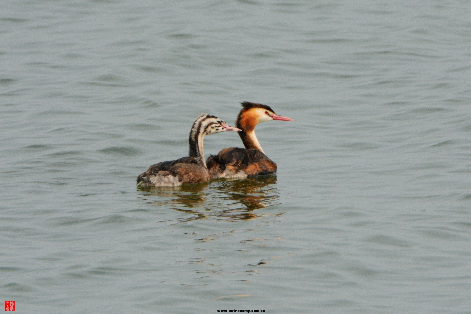 衡水湖  DSC_4019_副本.jpg