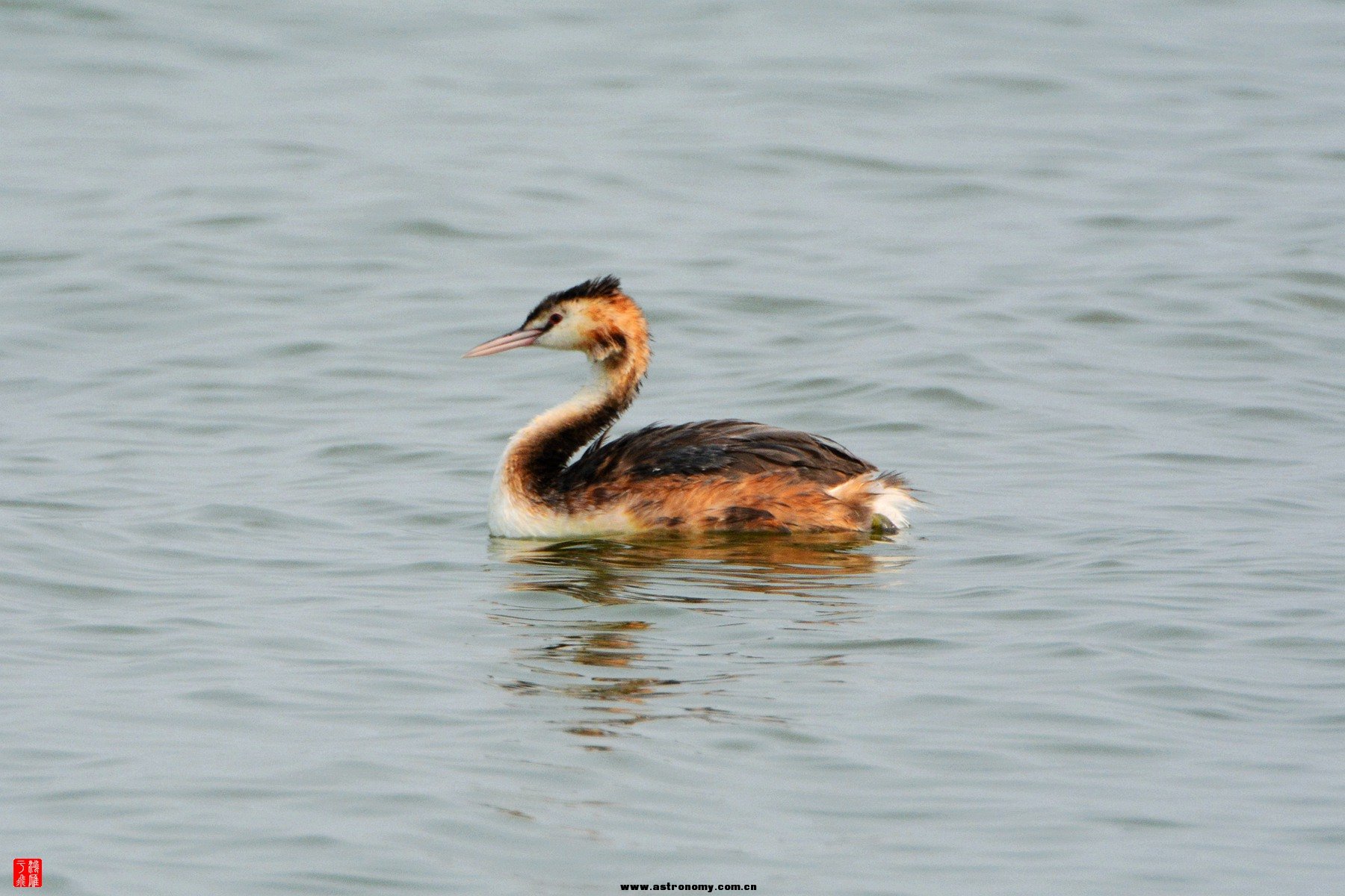 衡水湖  DSC_4022_副本.jpg