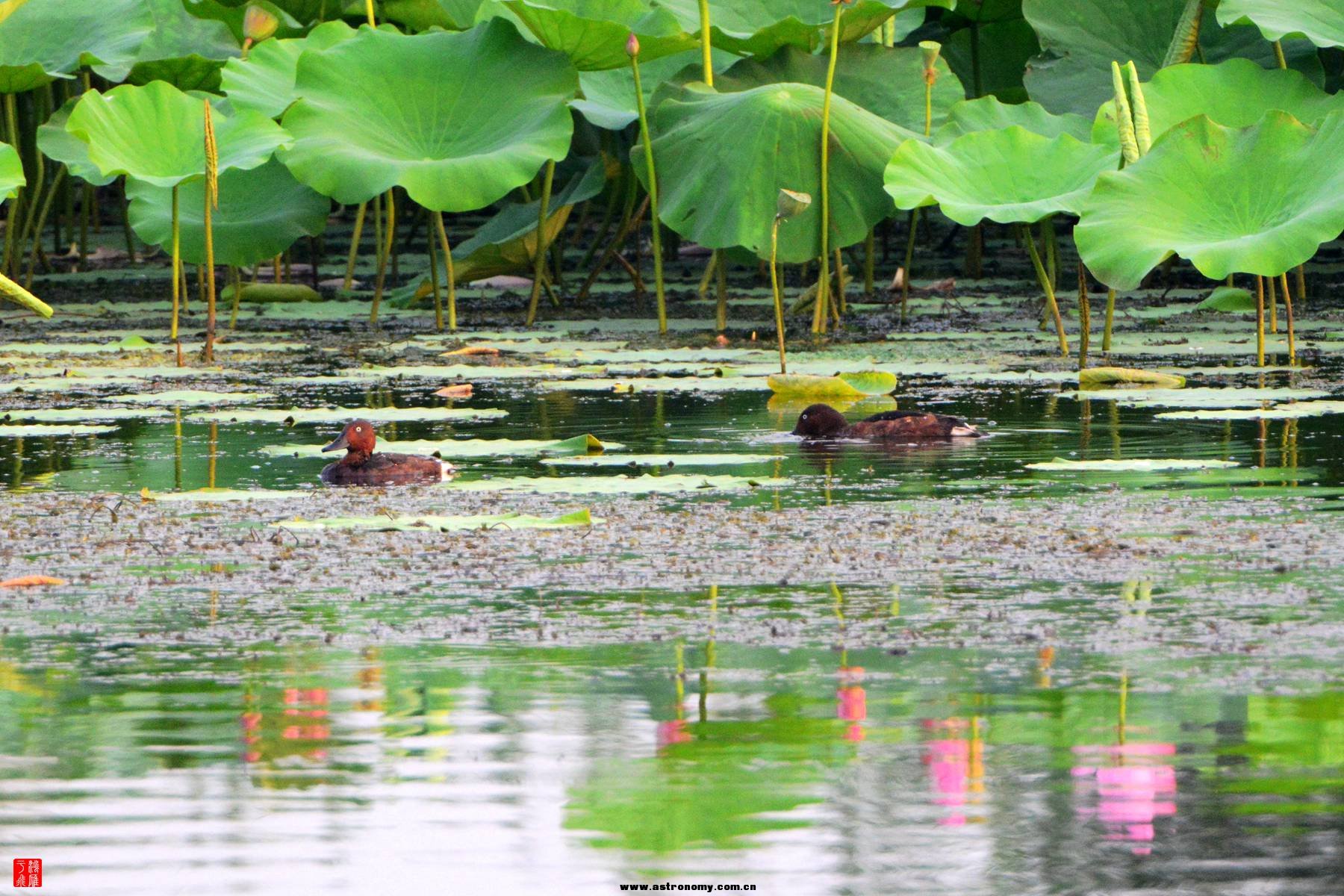 白眼潜鸭_衡水湖_20140725_4143_副本.jpg