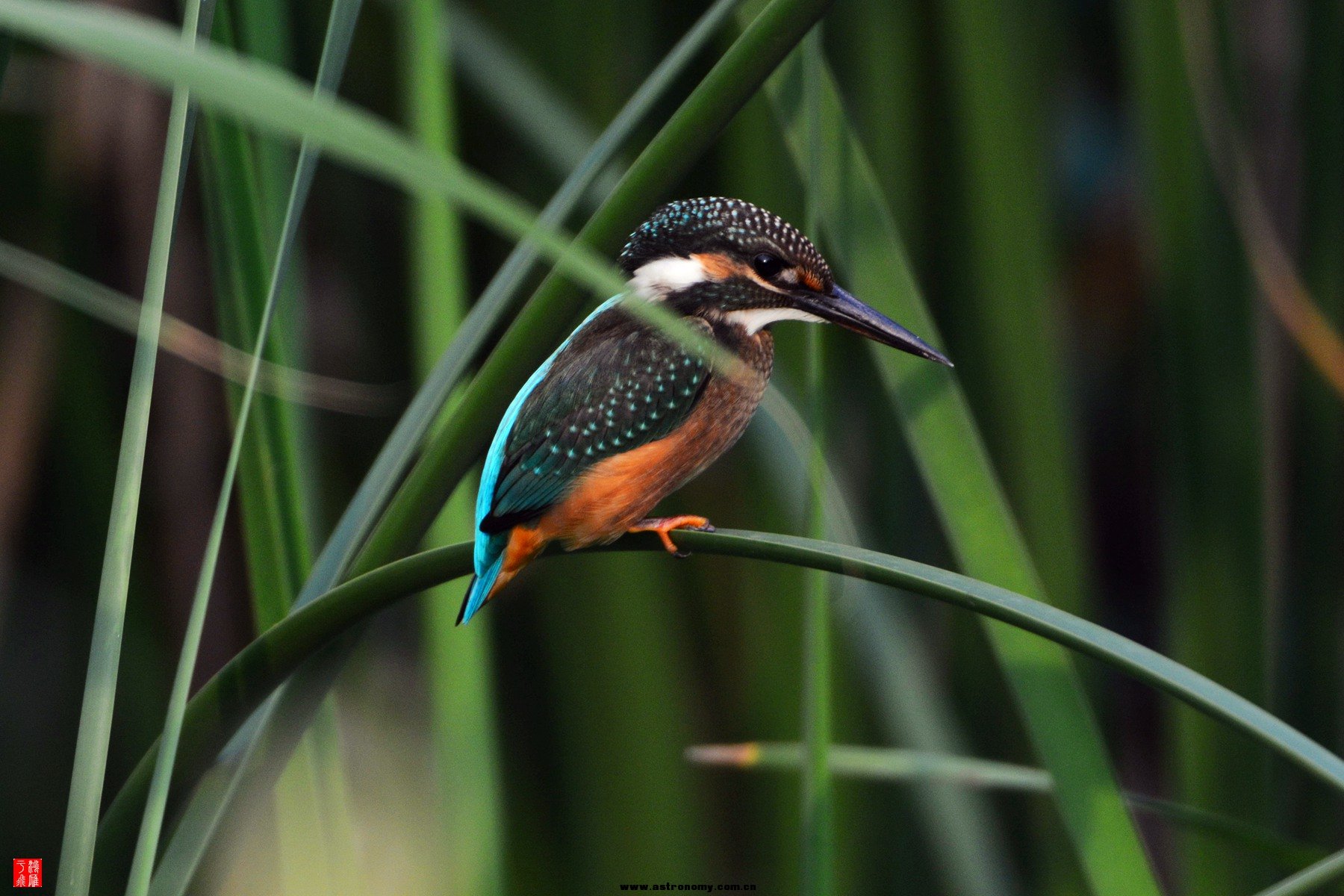 衡水湖  DSC_4069_副本.jpg