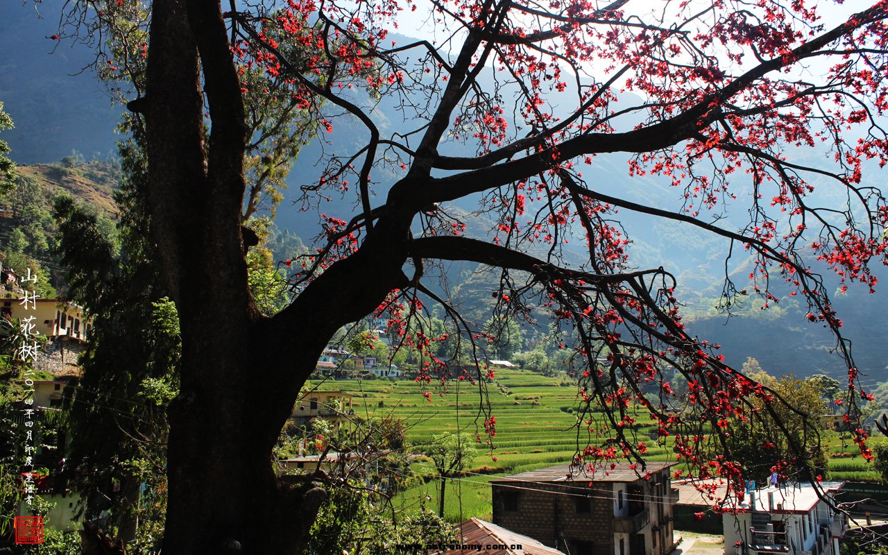 09-4山村花树.jpg