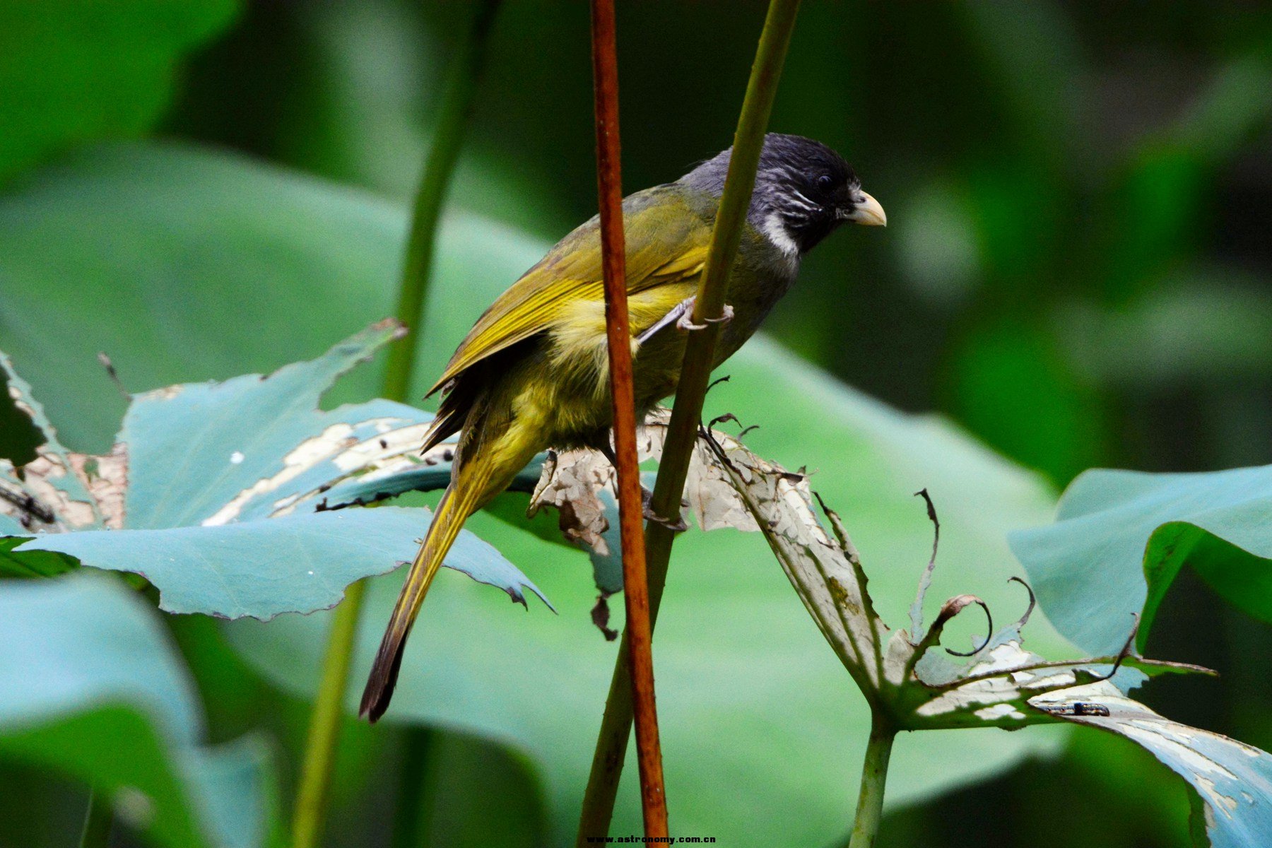 领雀嘴鹎_武汉植物园_20140827_4555_副本.jpg
