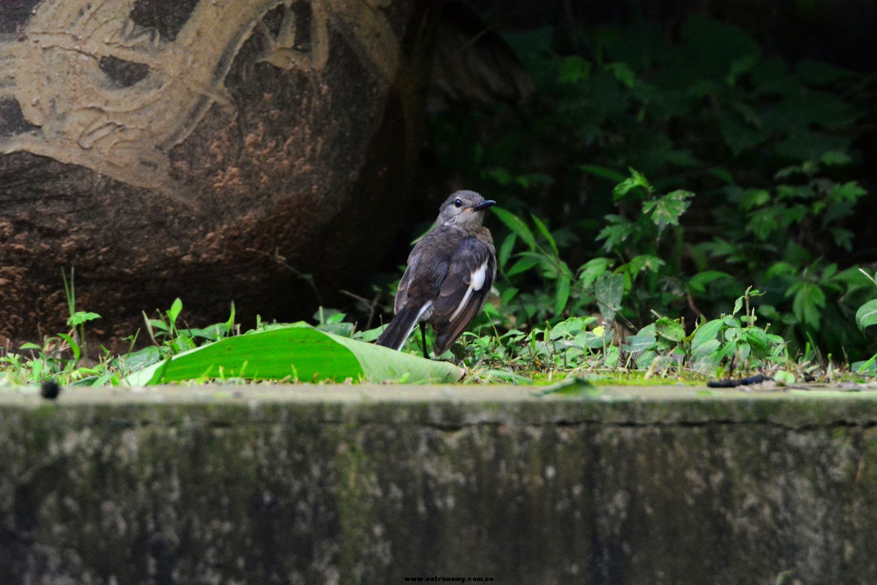 鹊鸲雌_武汉植物园_20140827_4805_副本.jpg