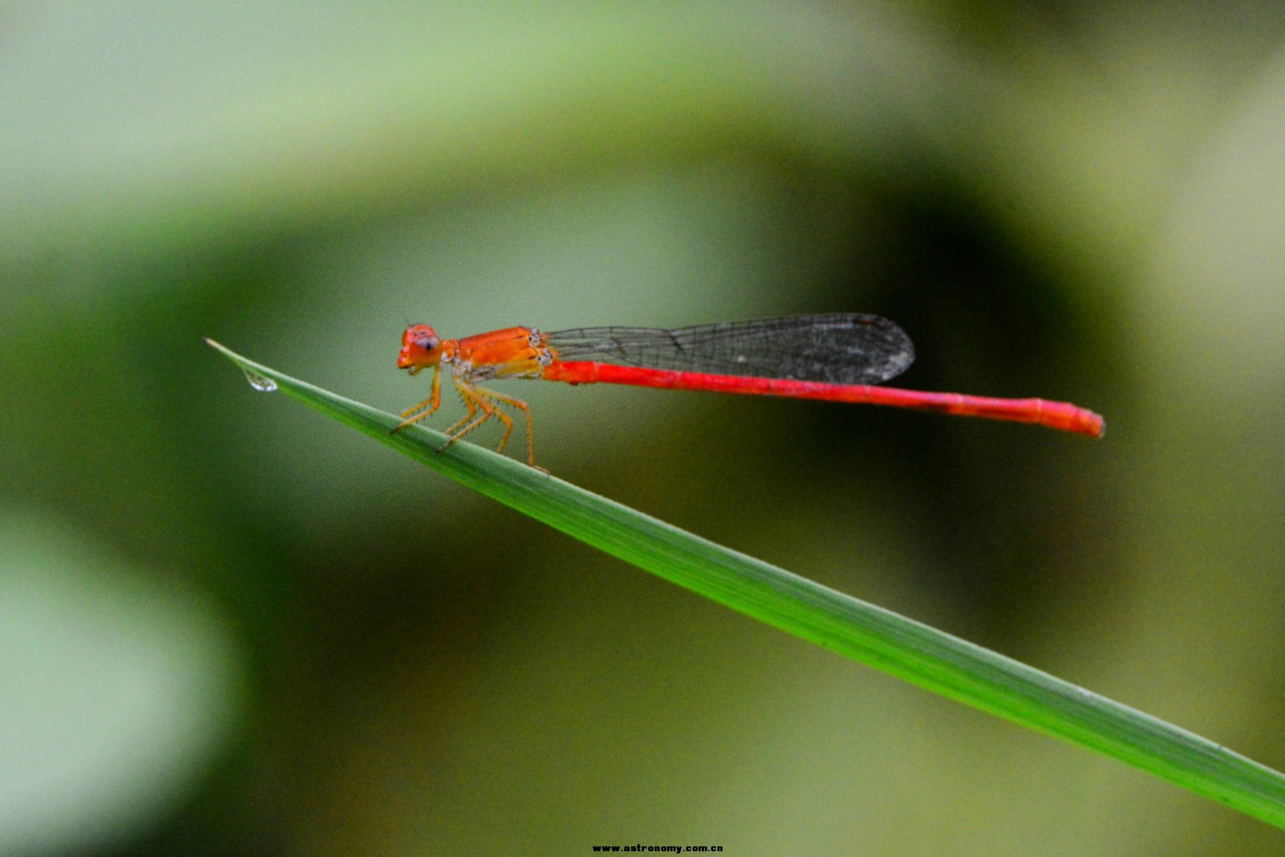 武汉植物园  DSC_4561_副本.jpg