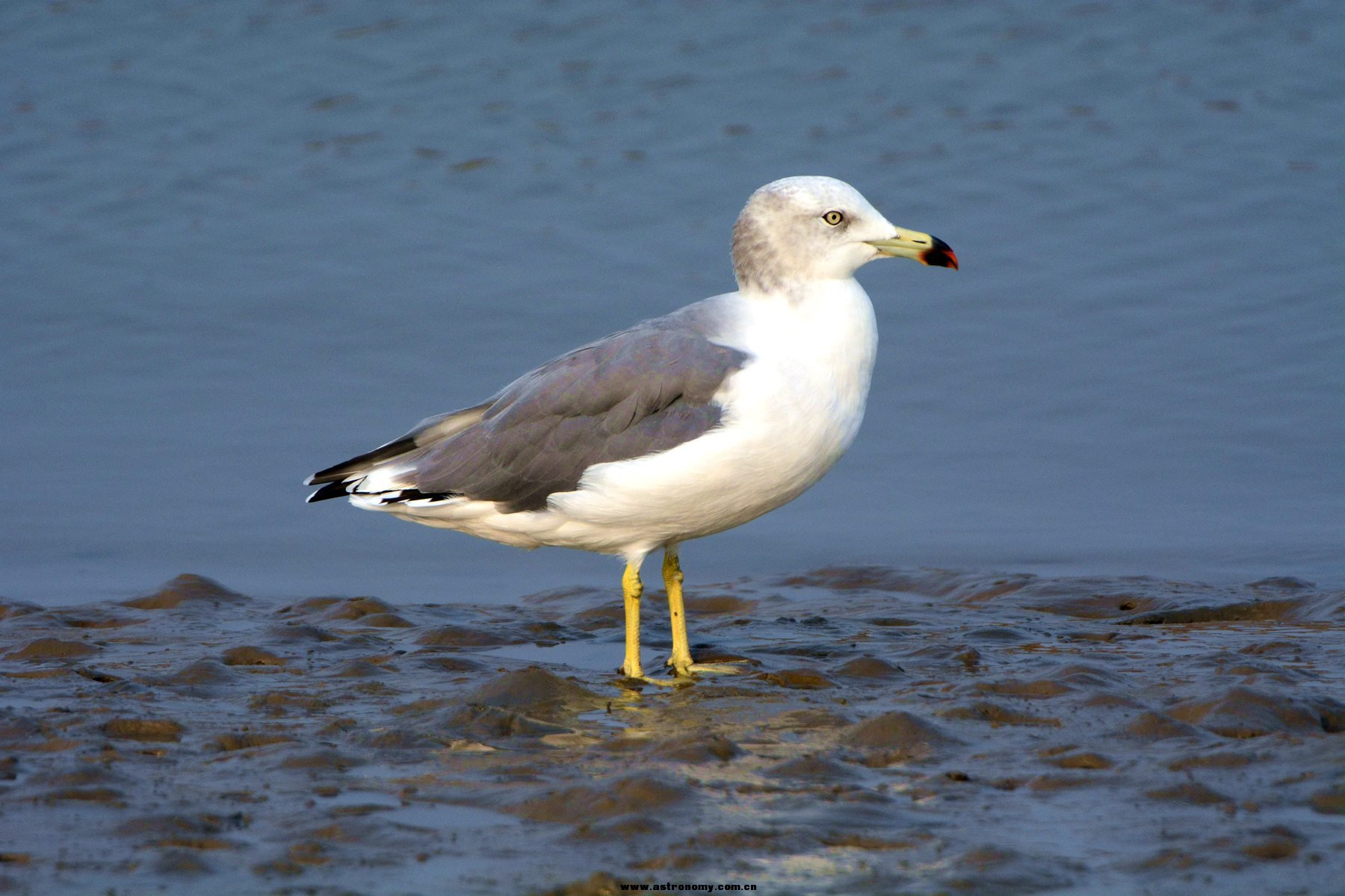 黑尾鸥_曹妃甸_20140906_5720_副本.jpg