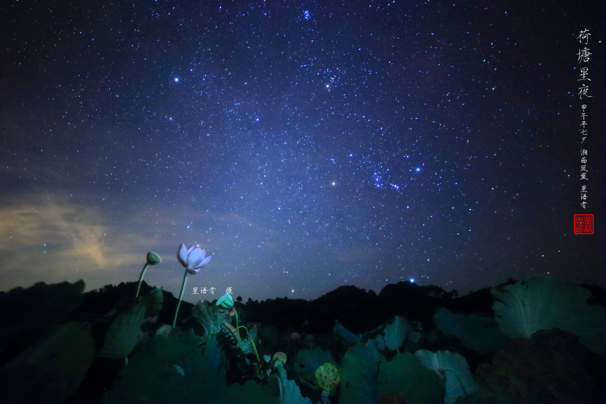 荷塘星夜.jpg