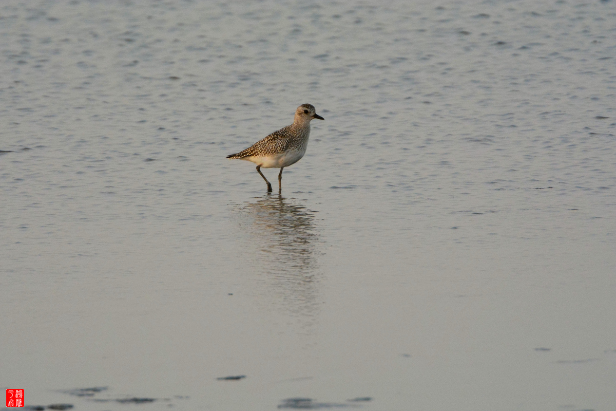 灰斑鸻_翡翠岛七里海_20141021_7390_副本.jpg