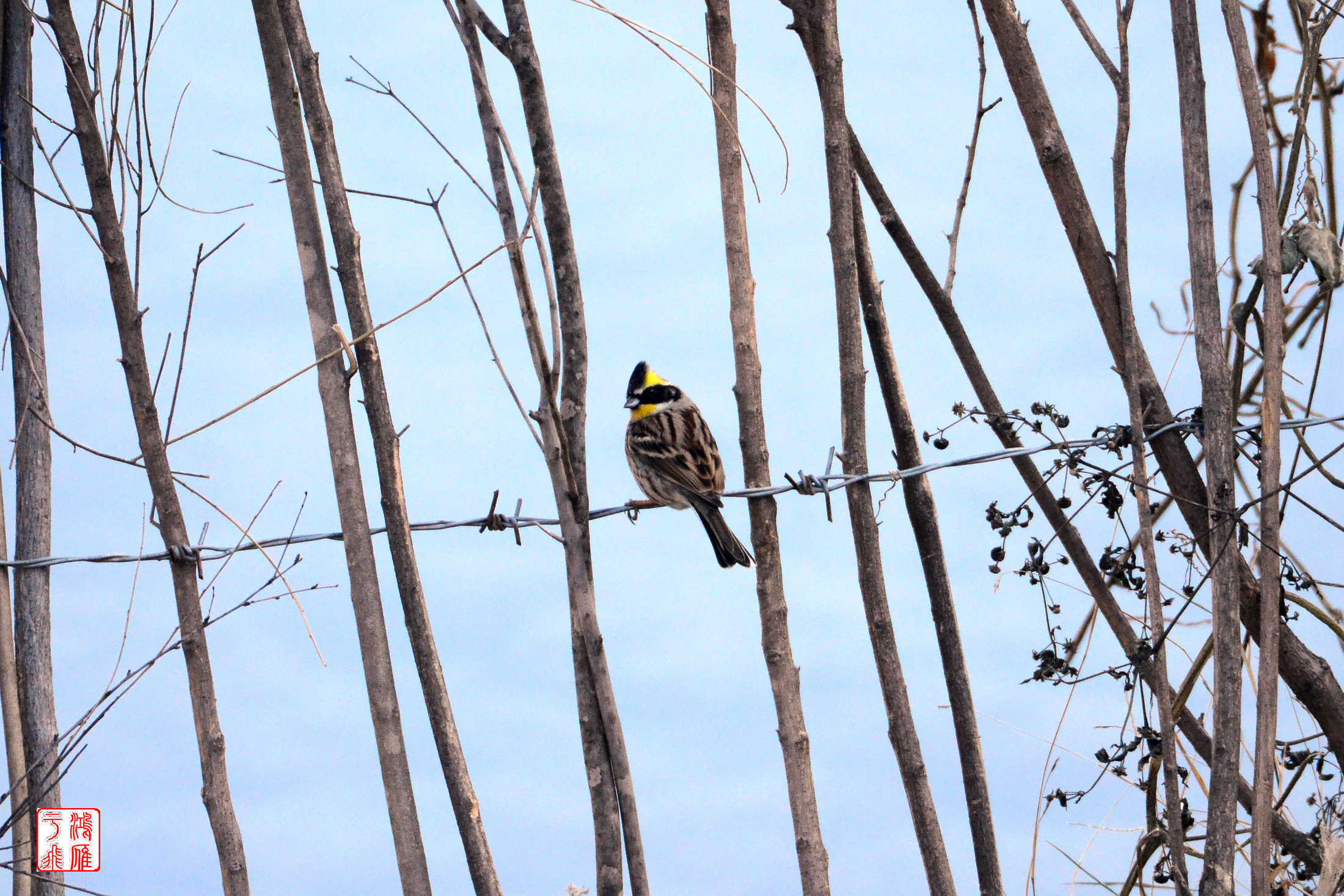 黄喉鹀雄_十渡_20140101_1167.jpg