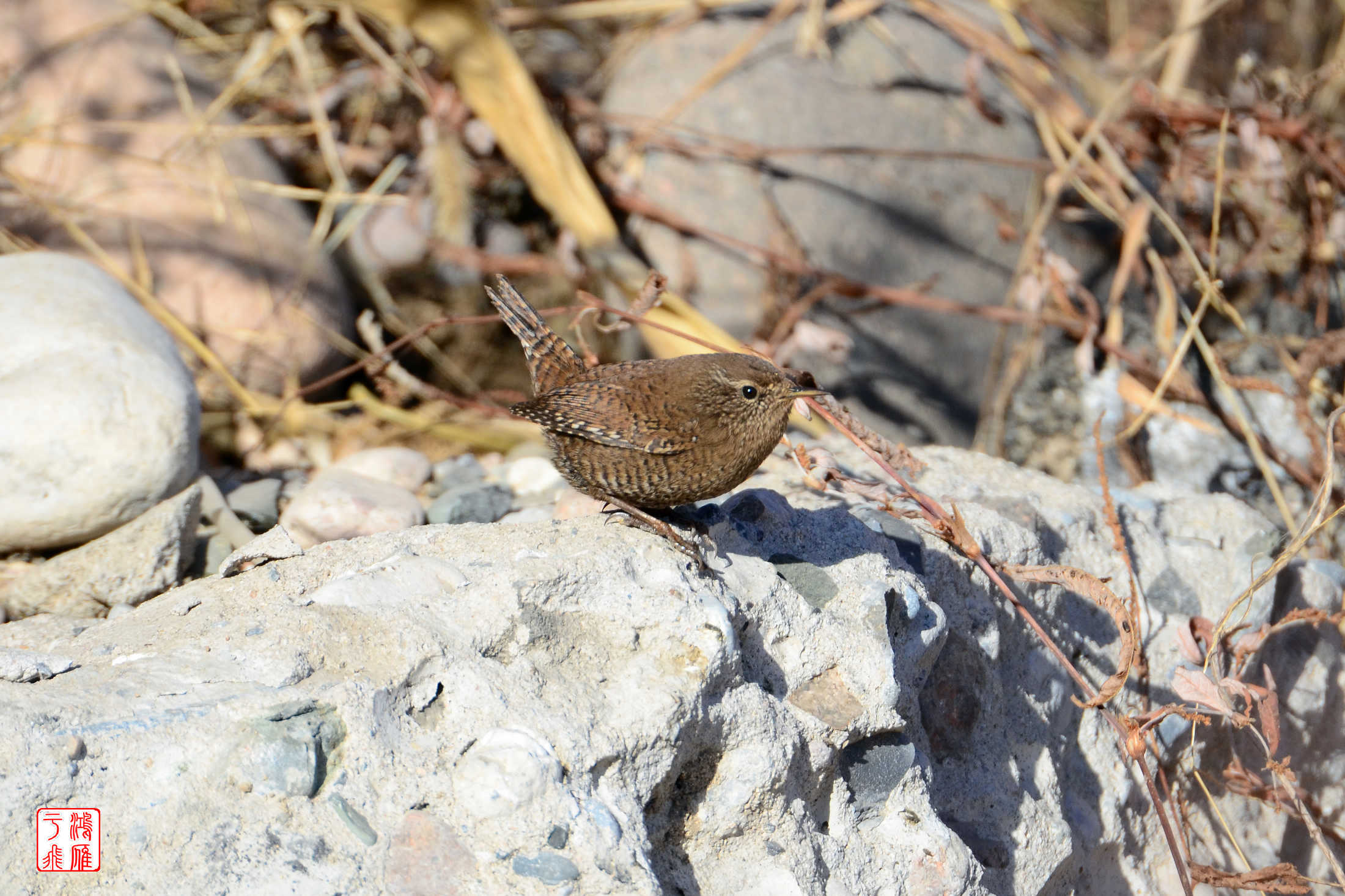 鹪鹩_十渡_20140101_1303.jpg