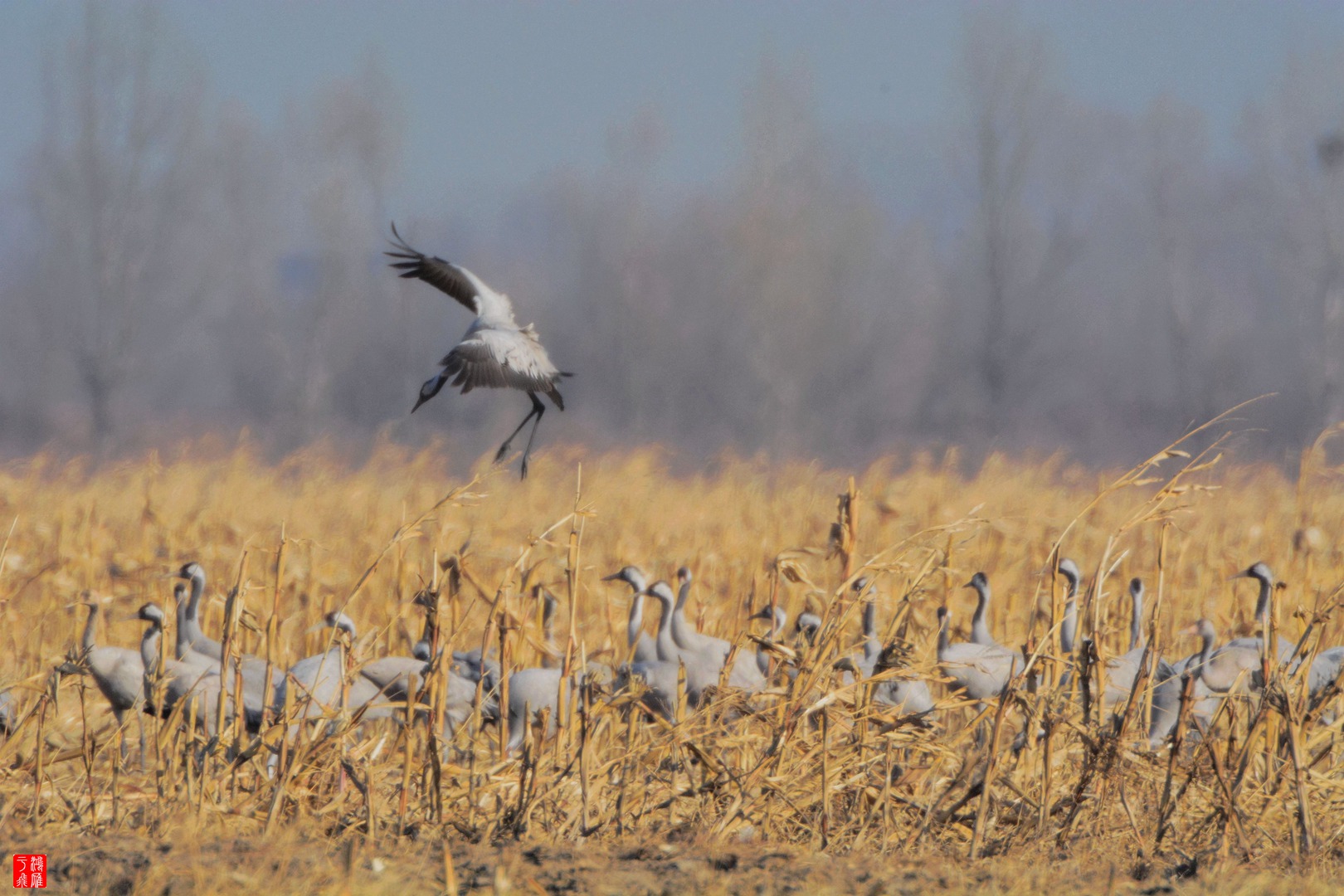 野鸭湖2014-12-14 DSC_7864_副本.jpg