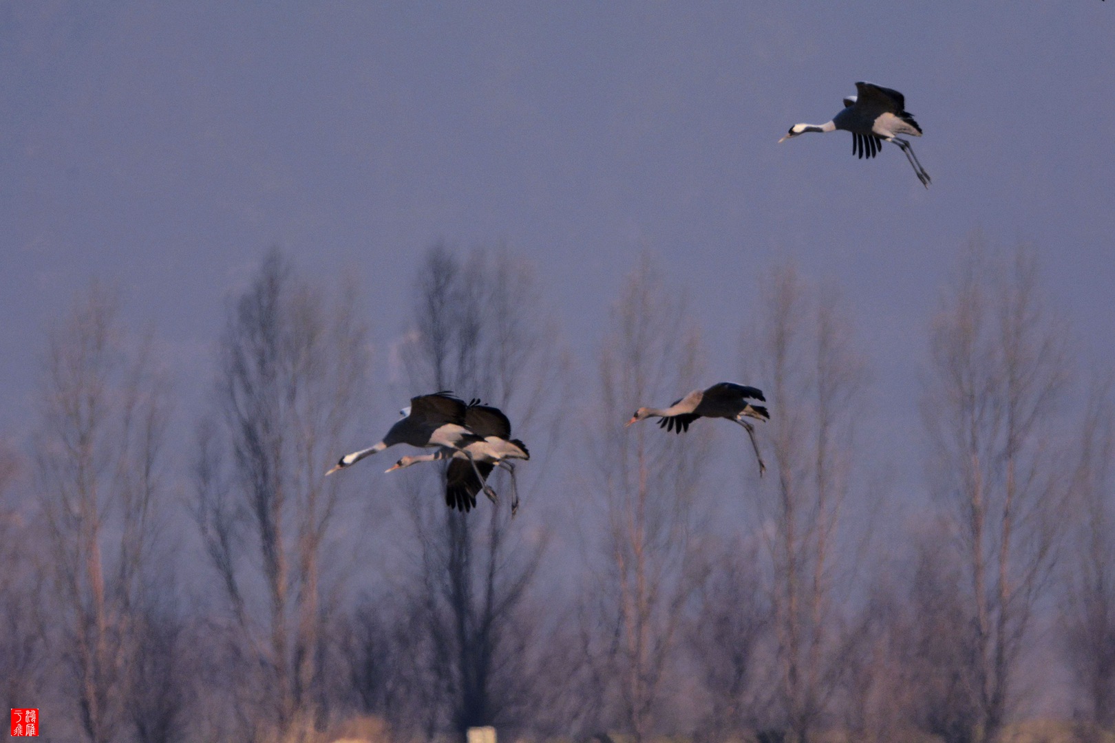 野鸭湖2014-12-14 DSC_7919_副本.jpg