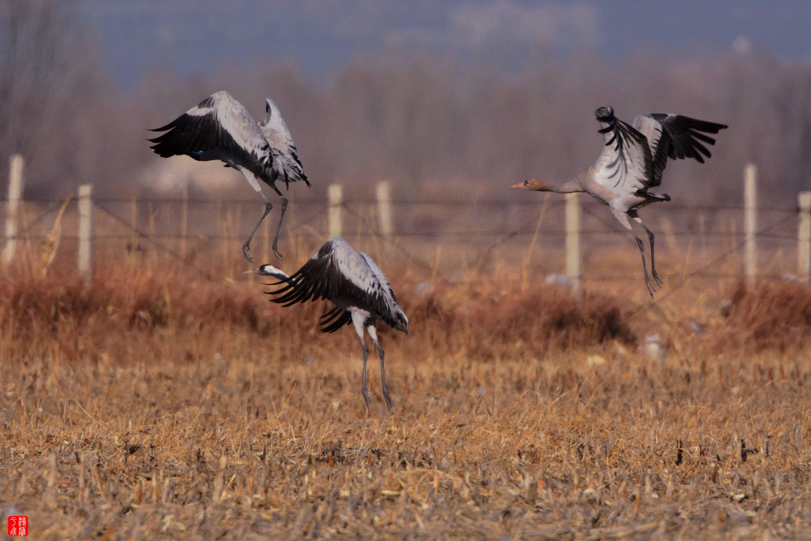 野鸭湖2014-12-14 DSC_8154_副本.jpg