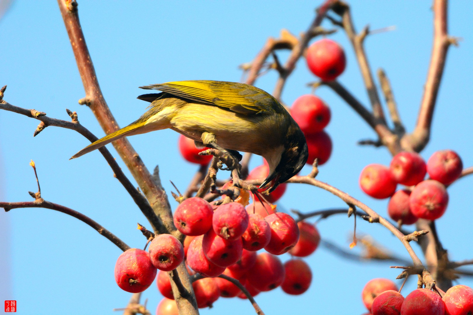 白头鹎_玉渊潭2014-12-28 DSC_8599_副本.jpg