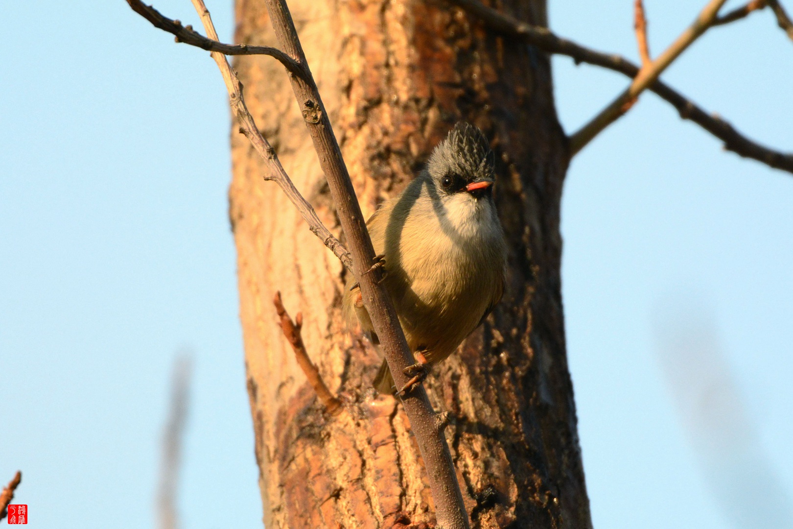 黑额凤鹛_玉渊潭_20141228_8648_副本.jpg