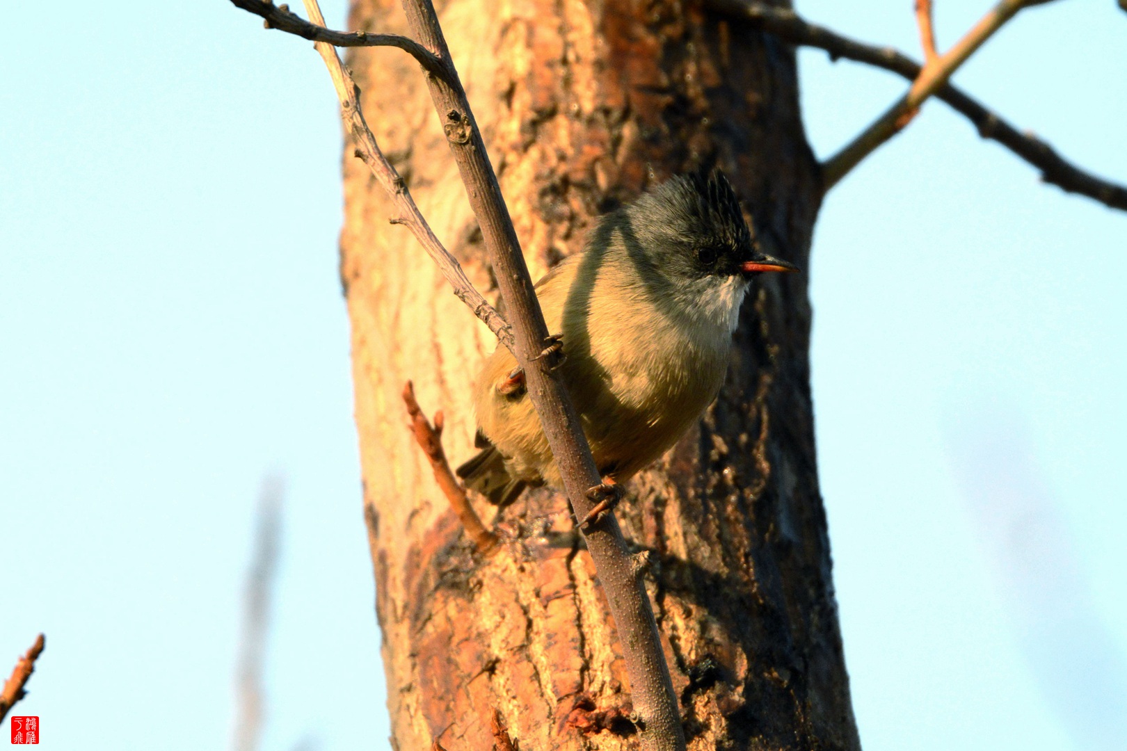 黑额凤鹛_玉渊潭_20141228_8649_副本.jpg