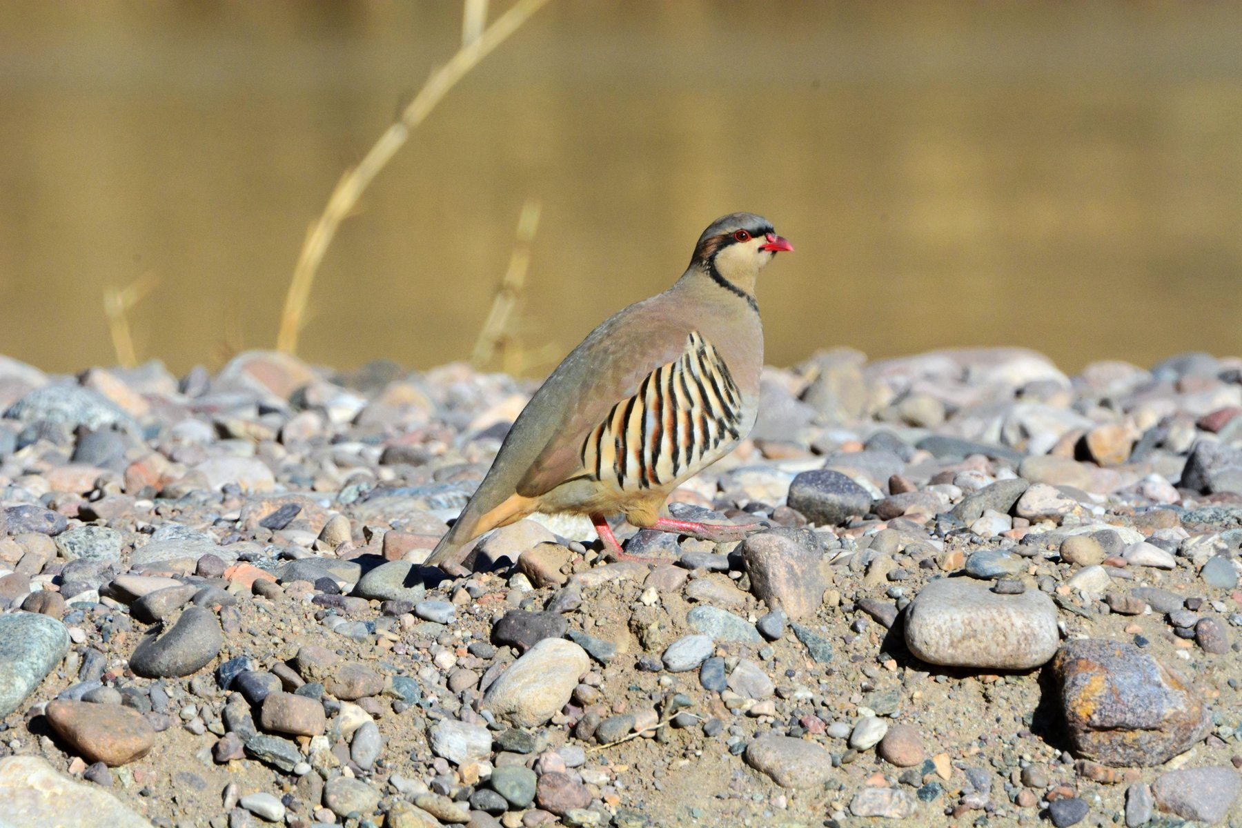 石鸡_白河峡谷_20150102_8832_副本.jpg