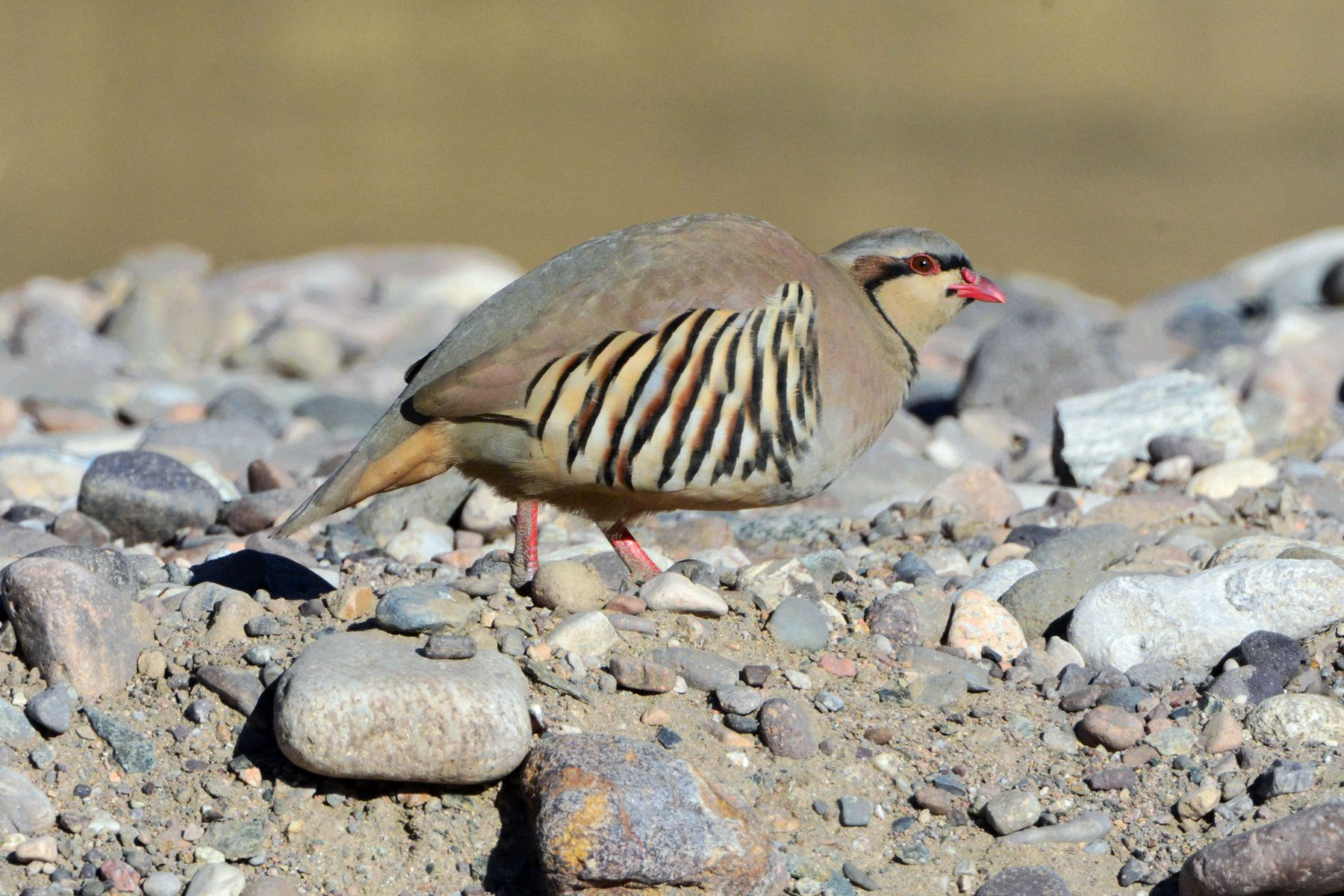 石鸡_白河峡谷_20150102_8837_副本.jpg