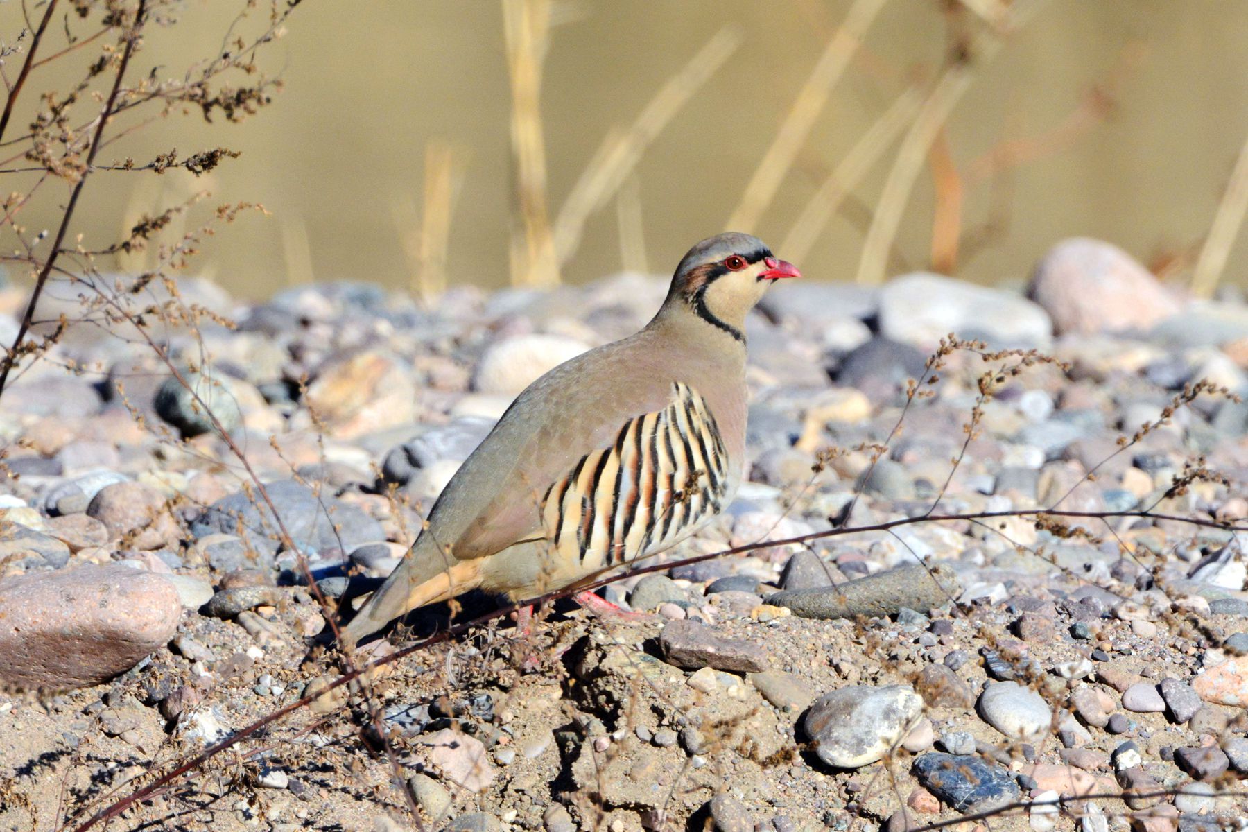 石鸡_白河峡谷_20150102_8850_副本.jpg