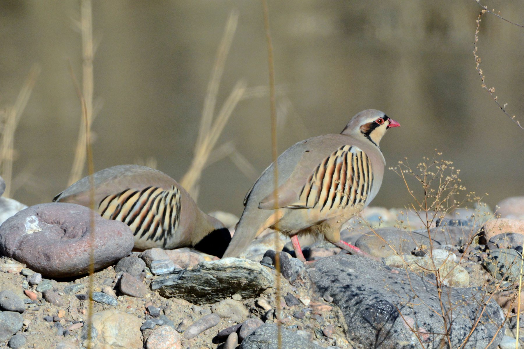 石鸡_白河峡谷_20150102_8947_副本.jpg