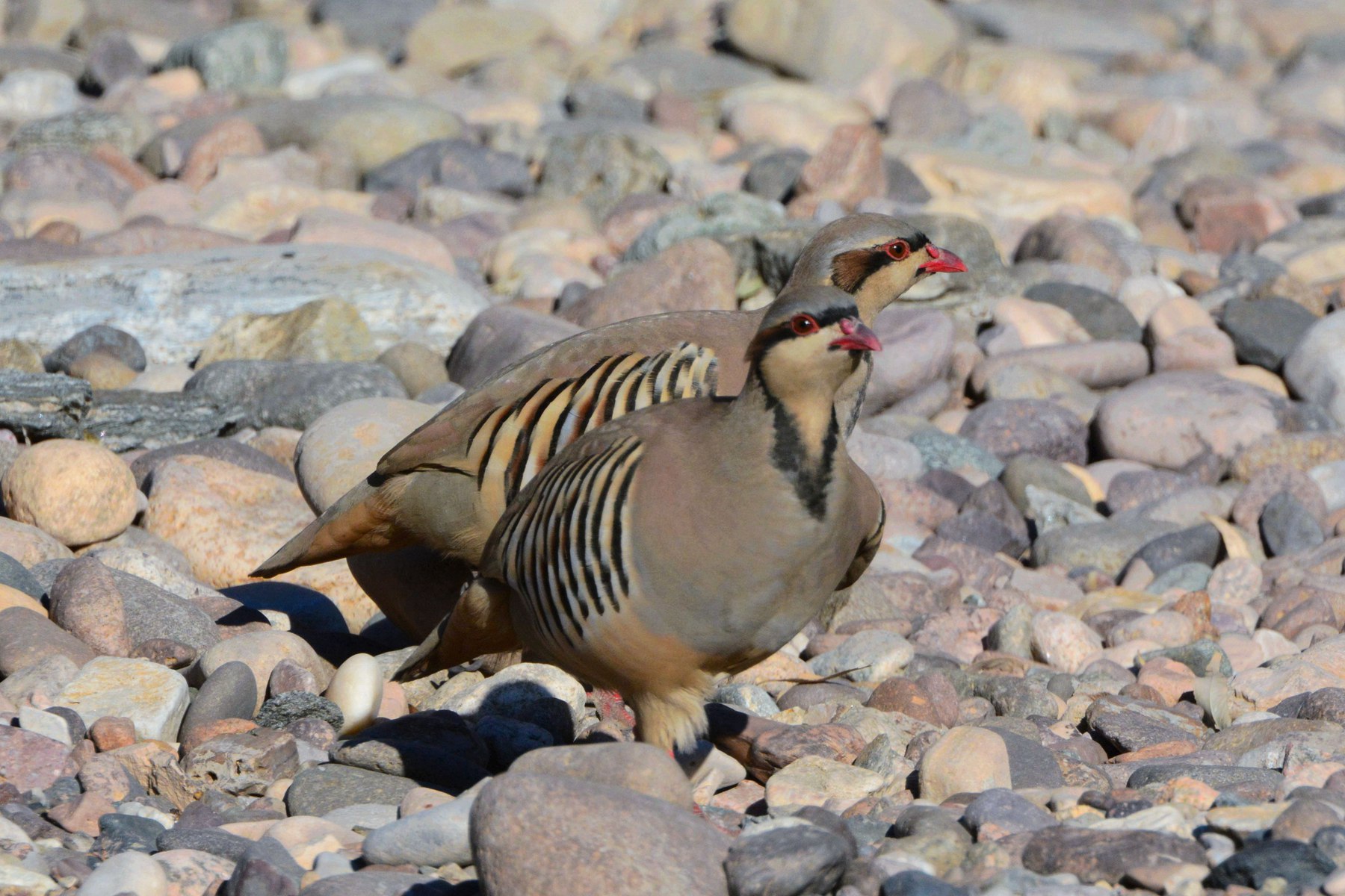 石鸡_白河峡谷_20150102_8997_副本.jpg