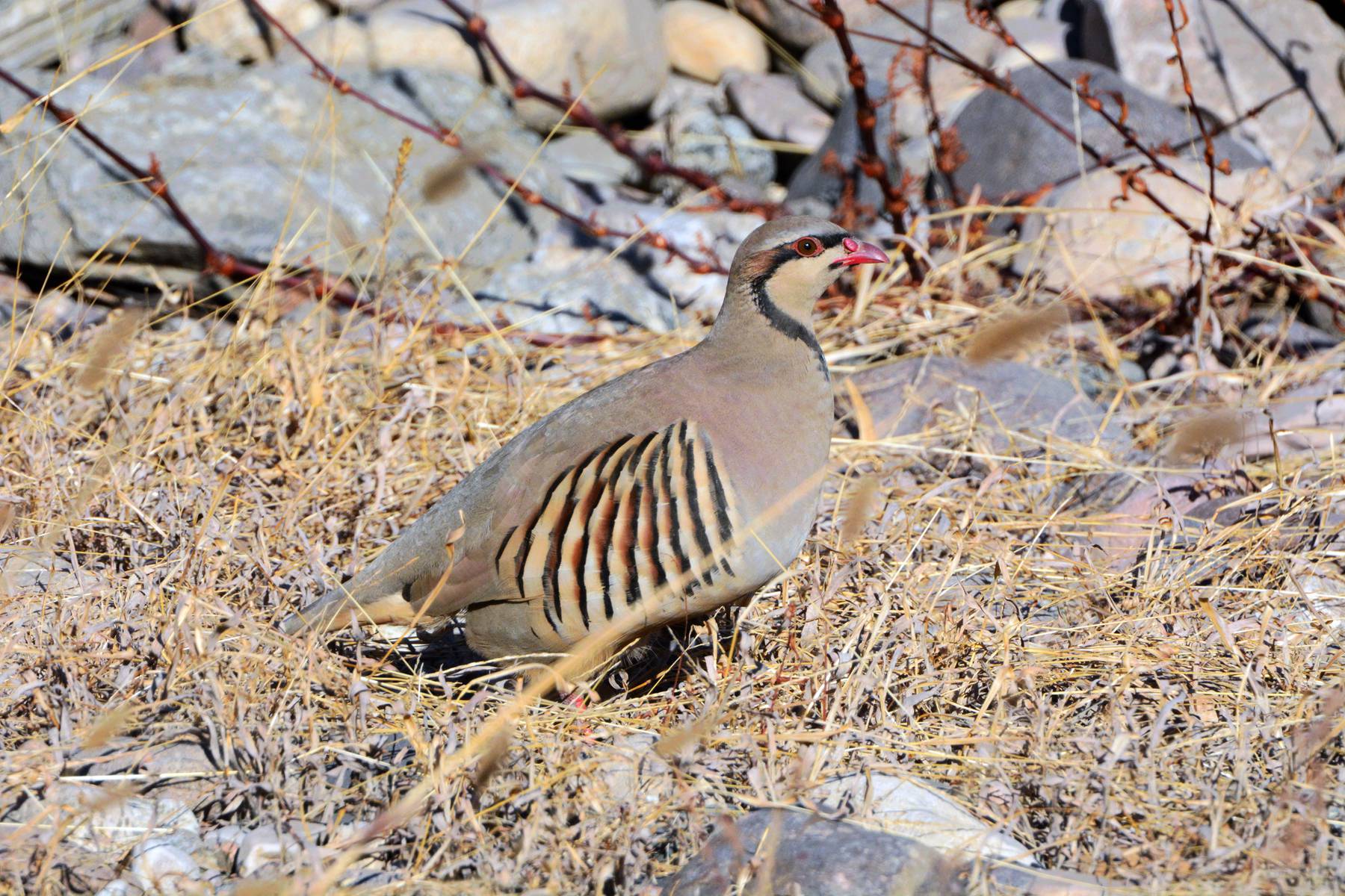 石鸡_白河峡谷_20150102_9034_副本.jpg