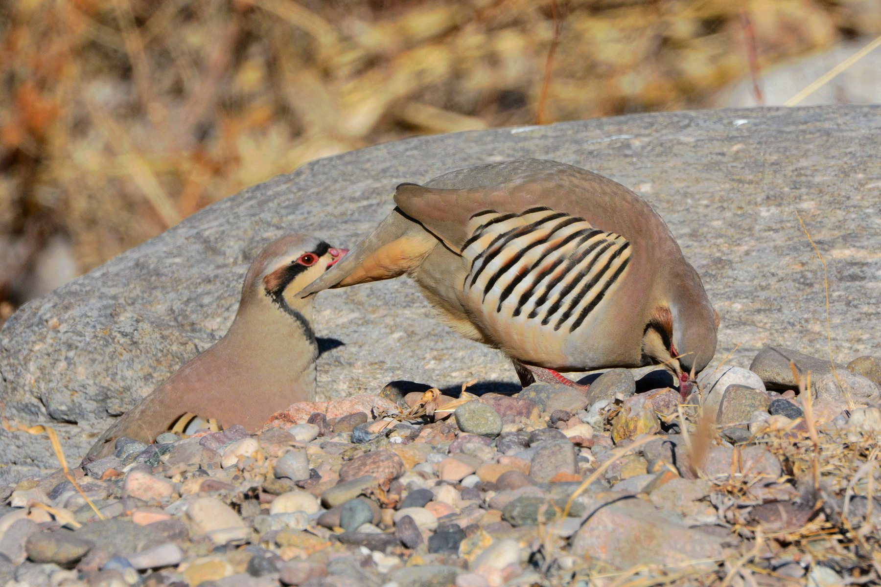 石鸡_白河峡谷_20150102_9083_副本.jpg